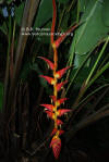 Heliconia pogonantha var. pubescens